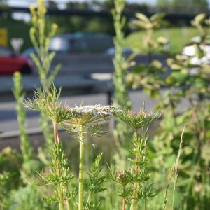 Pflanze mit weißen Blüten