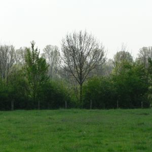 Wiese, Sträucher und Bäume