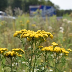 Pflanze mit gelben Blüten