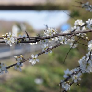 Blüten an einem Ast