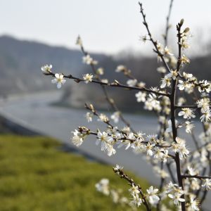 Blüten an einem Ast vor einer Straße